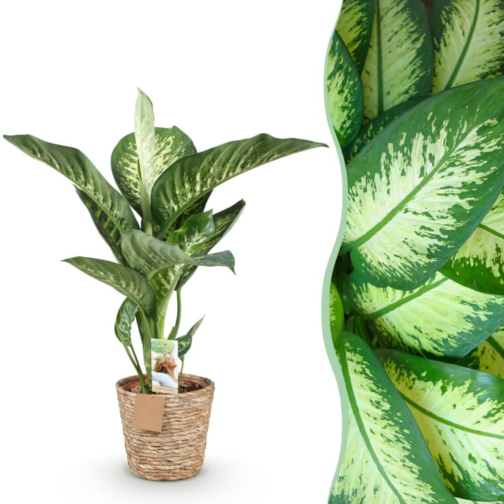 Dieffenbachia Tropic Snow et panier