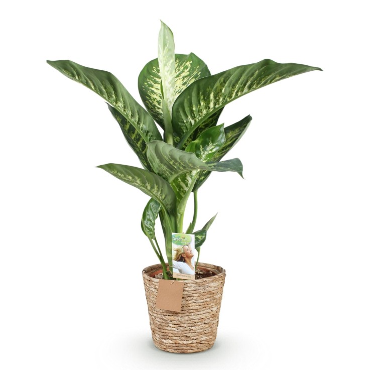 Dieffenbachia Tropic Snow et panier