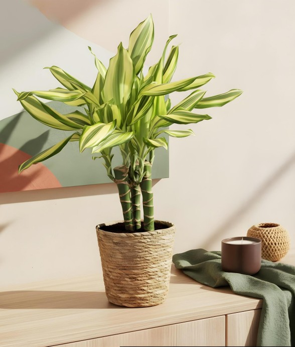 Dracaena Diamond Dream -  2