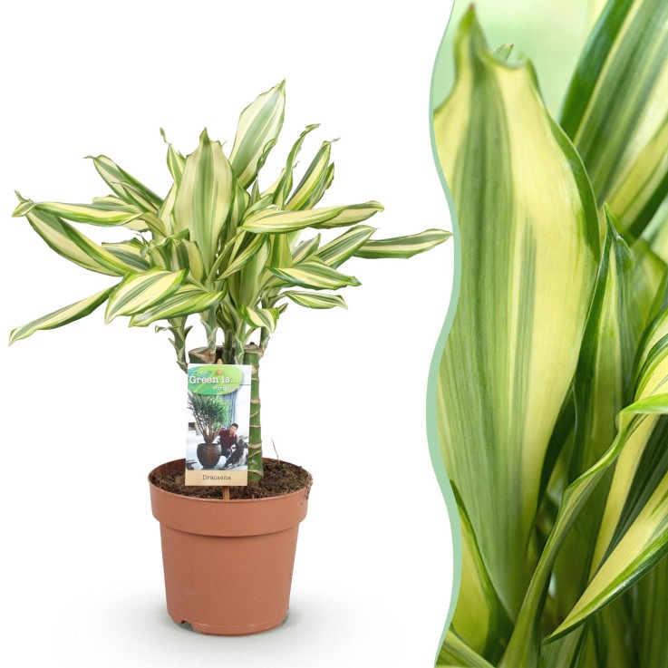 Dracaena Diamond Dream -  2