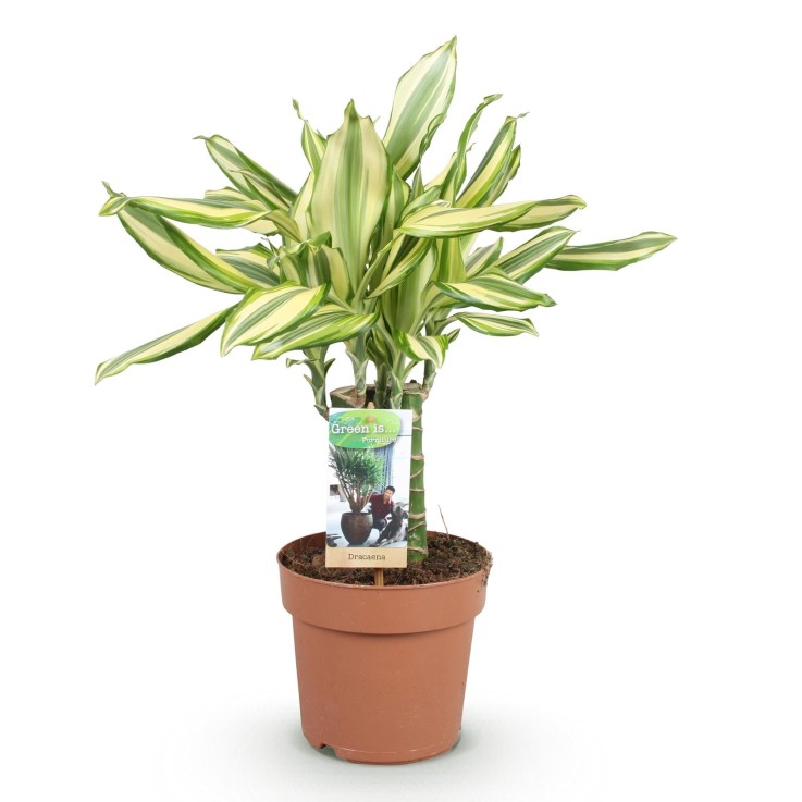 Dracaena Diamond Dream -  2