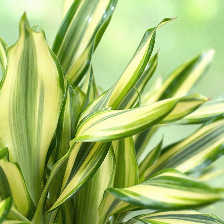 Dracaena Diamond Dream -  2