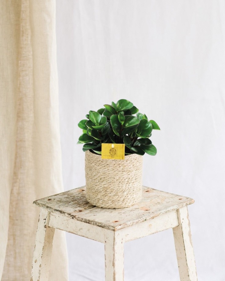 Peperomia Burning Bush