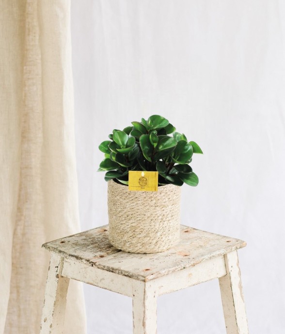 Peperomia Burning Bush