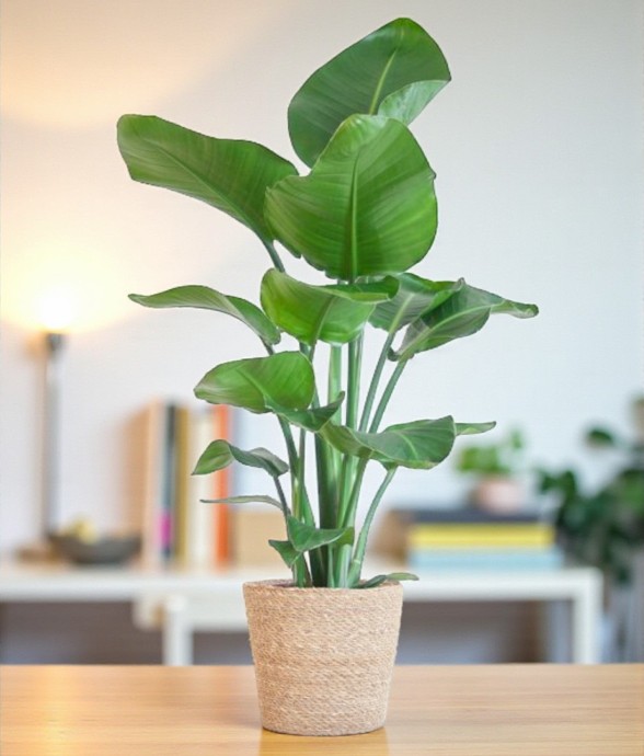 Strelitzia Nicolai et son...