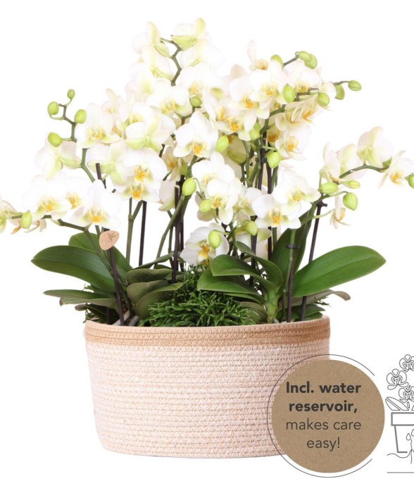 Set de 3 orchidées blanches...