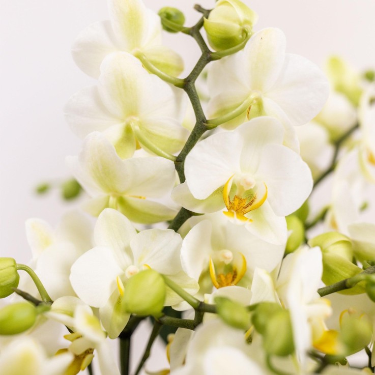 Set de 3 orchidées blanches et 3 Rhipsalis dans un panier en coton avec réservoir d'eau