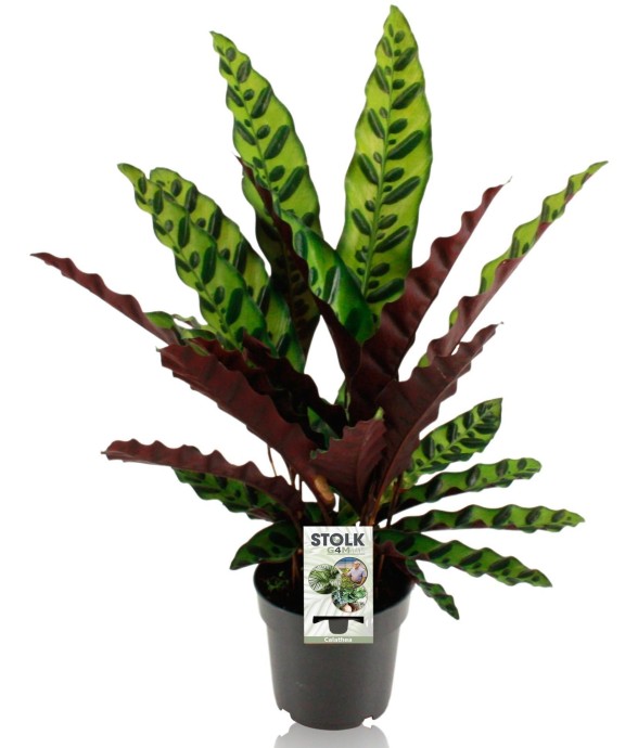 Calathea Lancifolia...