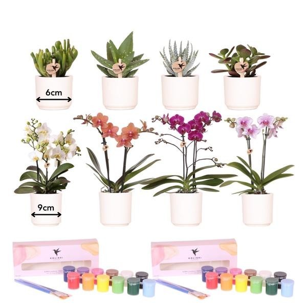 Coffret Créatif  : Orchidées & succulentes