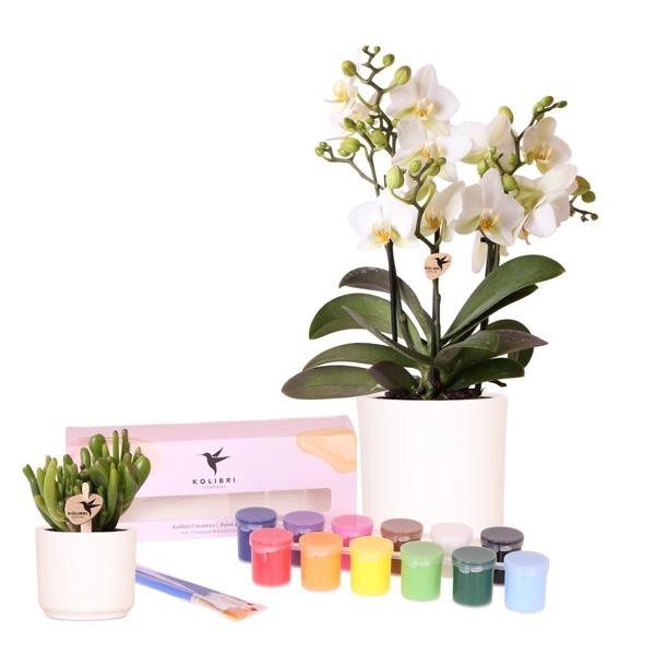 Coffret Créatif  : Orchidées & succulentes