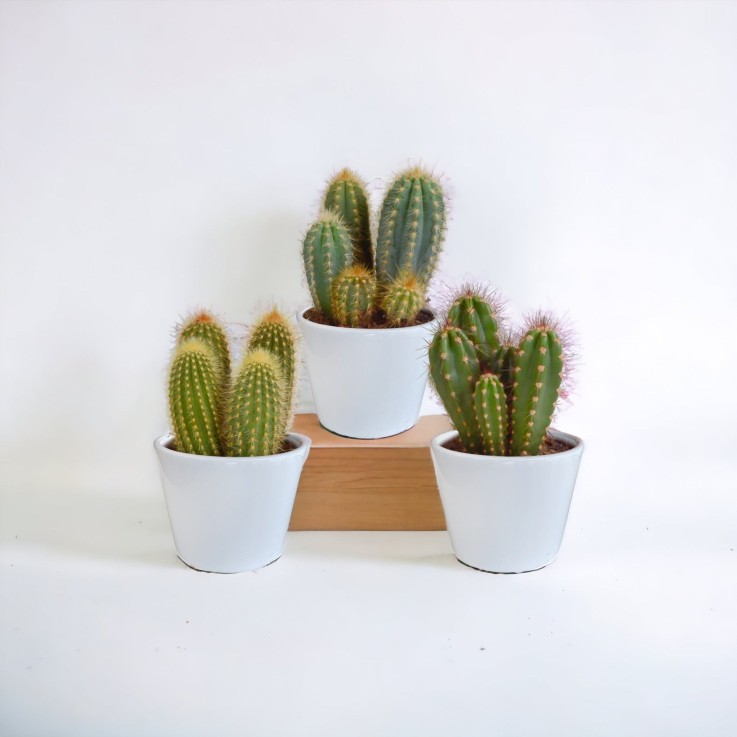 Coffret cactus et ses caches-pots blancs - Lot de 3 plantes, h23cm