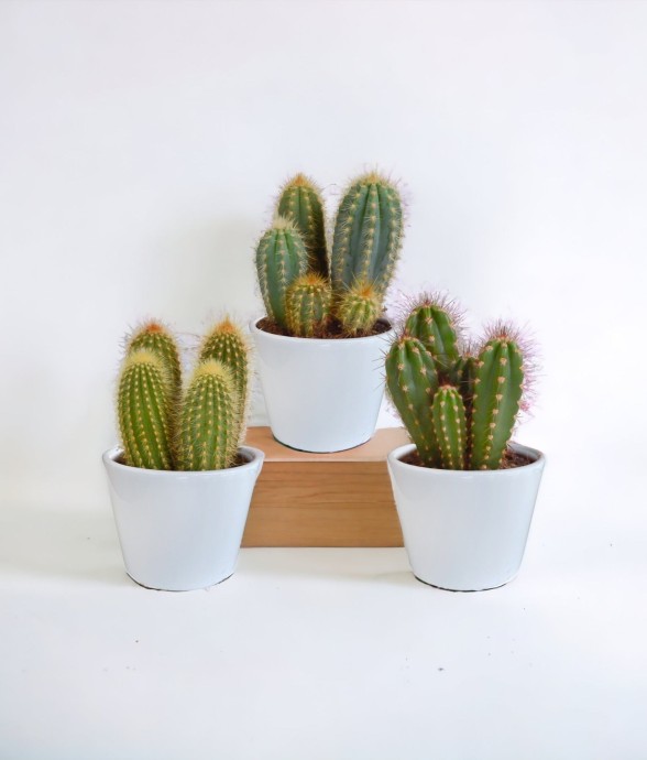 Coffret cactus et ses...