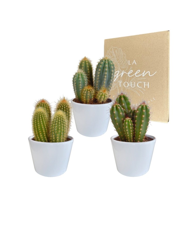 Coffret cactus et ses caches-pots blancs - Lot de 3 plantes, h23cm