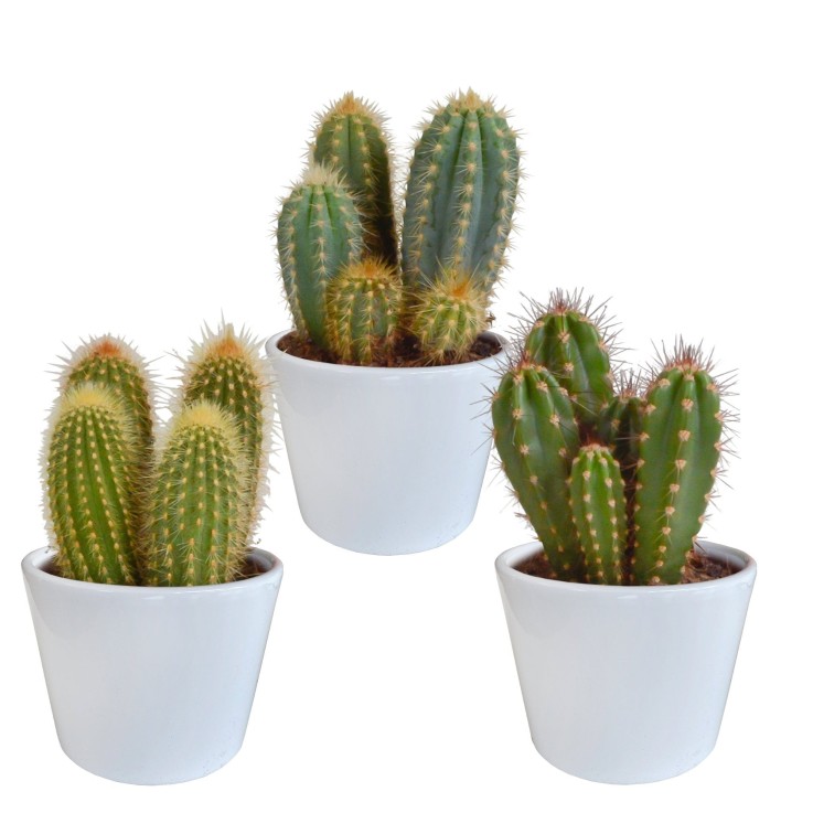 Coffret cactus et ses caches-pots blancs - Lot de 3 plantes, h23cm