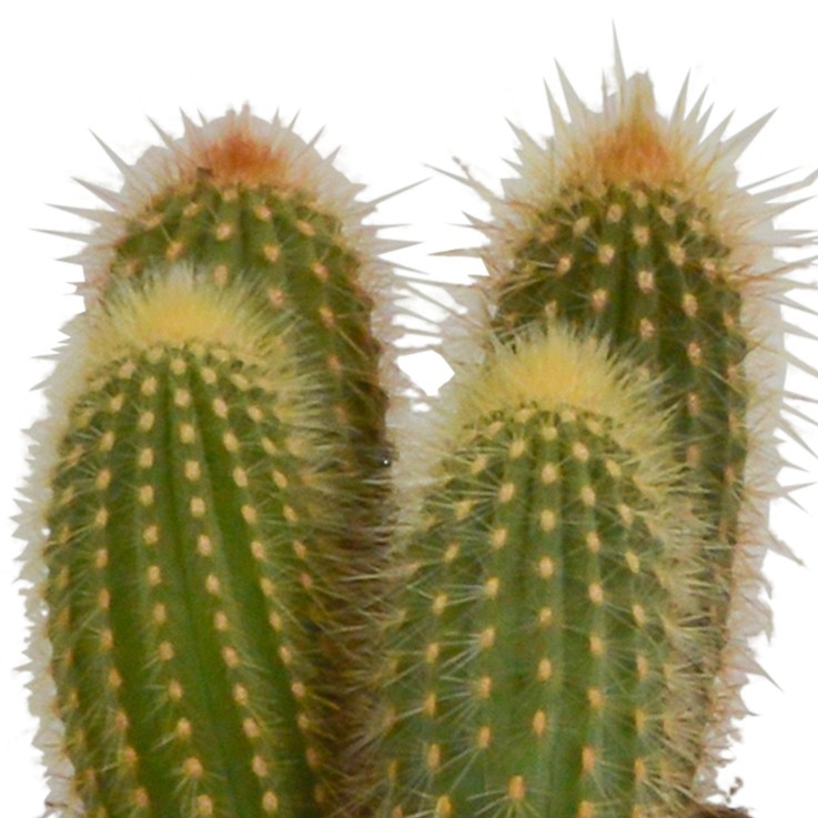 Coffret cactus et ses caches-pots blancs - Lot de 3 plantes, h23cm