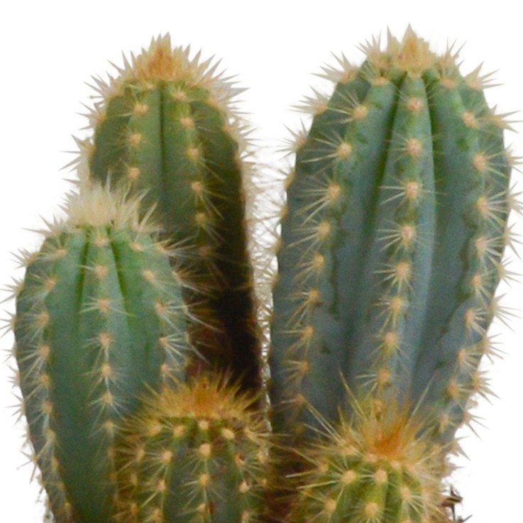 Coffret cactus et ses caches-pots blancs - Lot de 3 plantes, h23cm