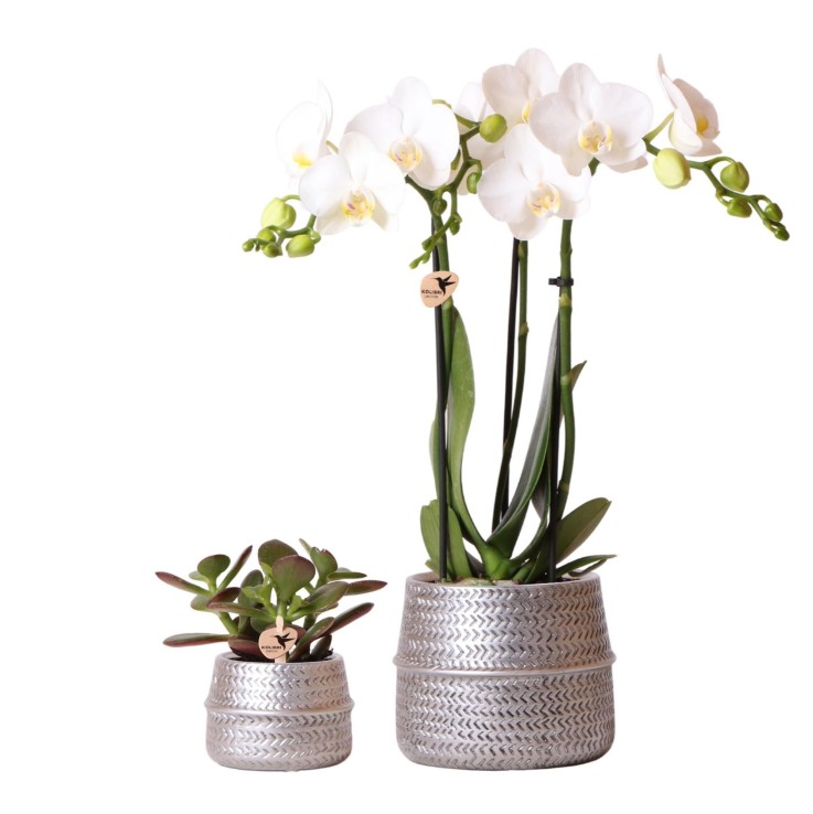 Duo Orchidée Phalaenopsis blanche et Crassula Ovata et leurs caches-pots en céramique argentée