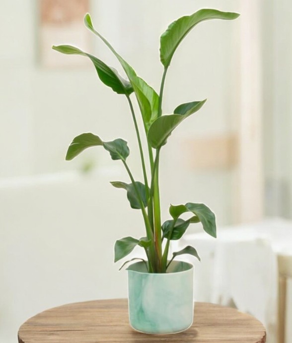 Strelitzia Nicolai 100cm et...