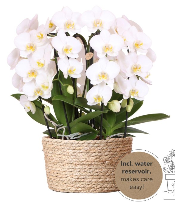 Bouquet d'orchidées...