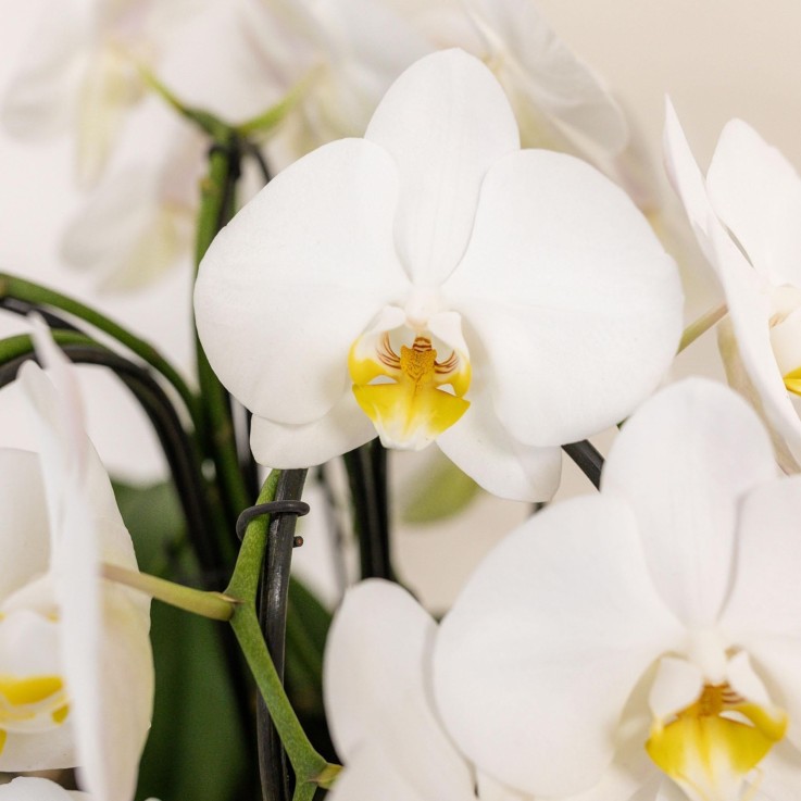 Bouquet d'orchidées blanches en panier avec réservoir d'eau