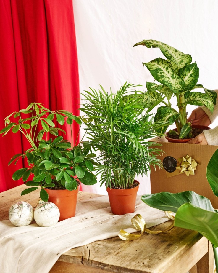 Coffret surprise - Plantes d'intérieur -  Lot de 8 plantes