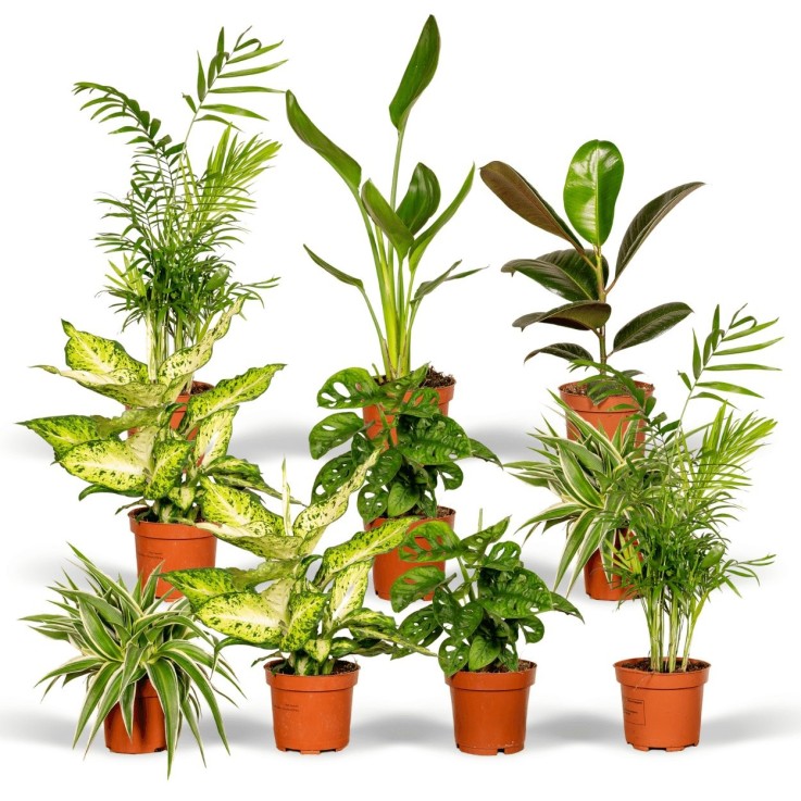 Coffret surprise - Plantes d'intérieur -  Lot de 8 plantes