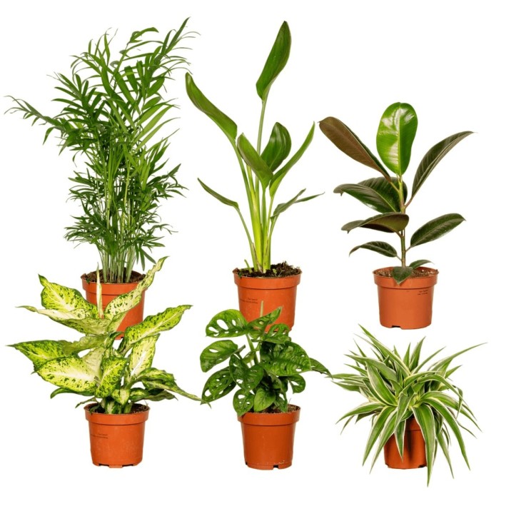 Coffret surprise - Plantes d'intérieur -  Lot de 8 plantes