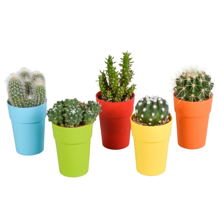 Mix de 5 cactus et leurs caches-pots colorés h16cm