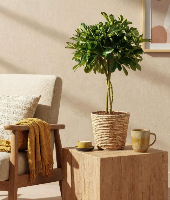 Schefflera Gold Capelle et...