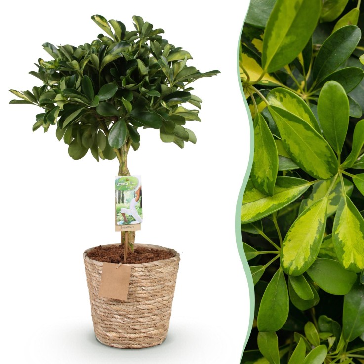 Schefflera Gold Capelle et panier