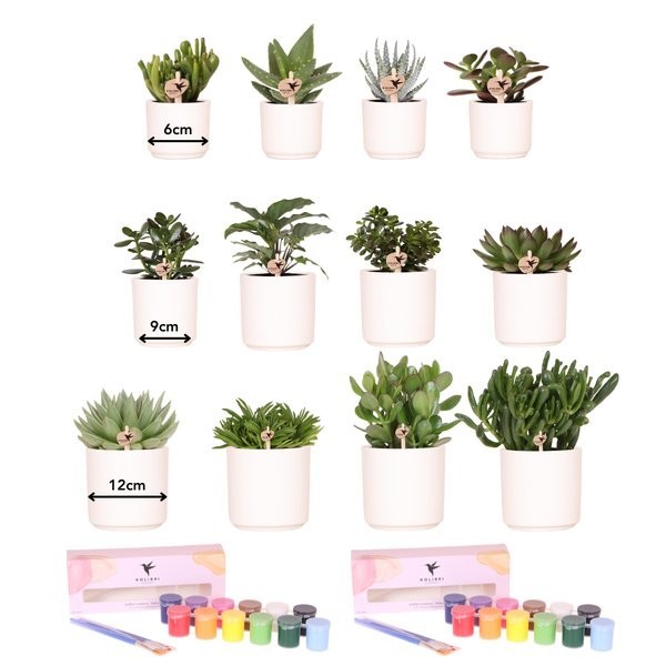 Coffret Créatif Grand Artiste 12 plantes vertes
