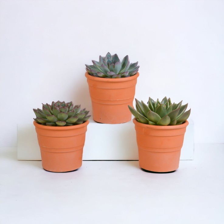 Coffret cadeau echeveria et ses caches-pots terracotta - Lot de 3 plantes, h21cm