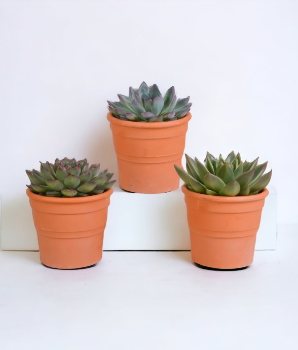 Coffret cadeau echeveria et...