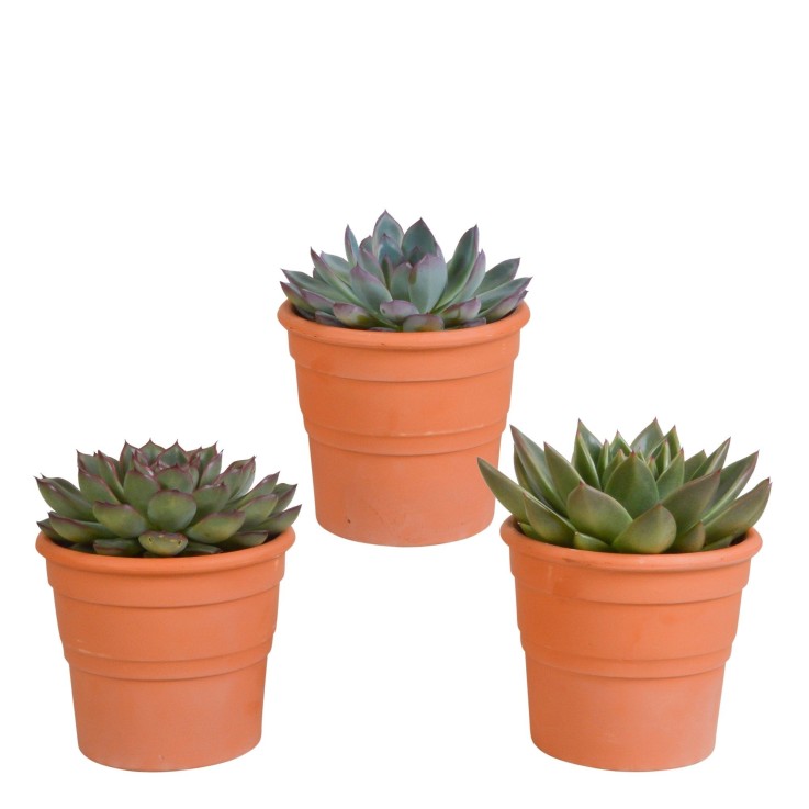 Coffret cadeau echeveria et ses caches-pots terracotta - Lot de 3 plantes, h21cm