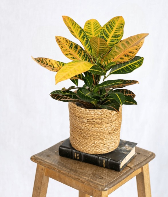 Codiaeum Petra Croton