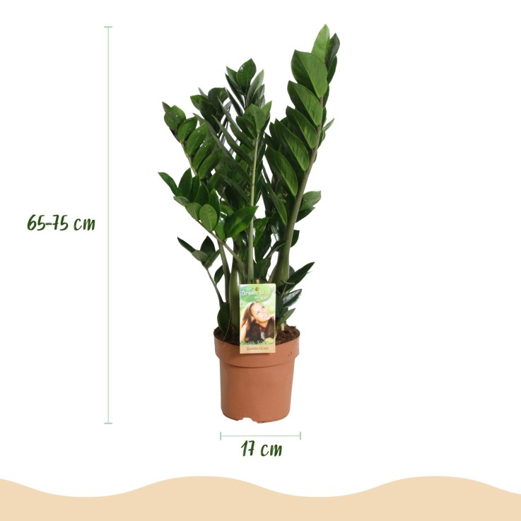 Zamioculcas zamiifolia -  1
