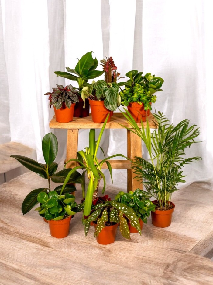 Coffret - Plantes surprises dépolluantes -  8