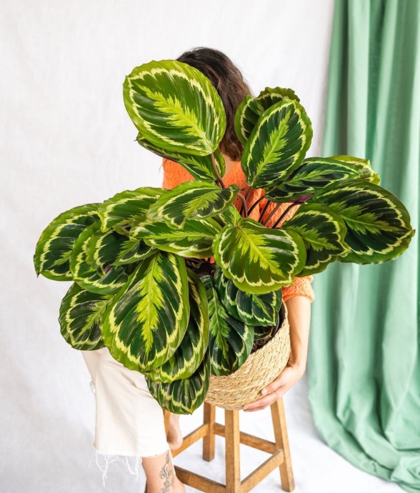 Calathea Médaillon