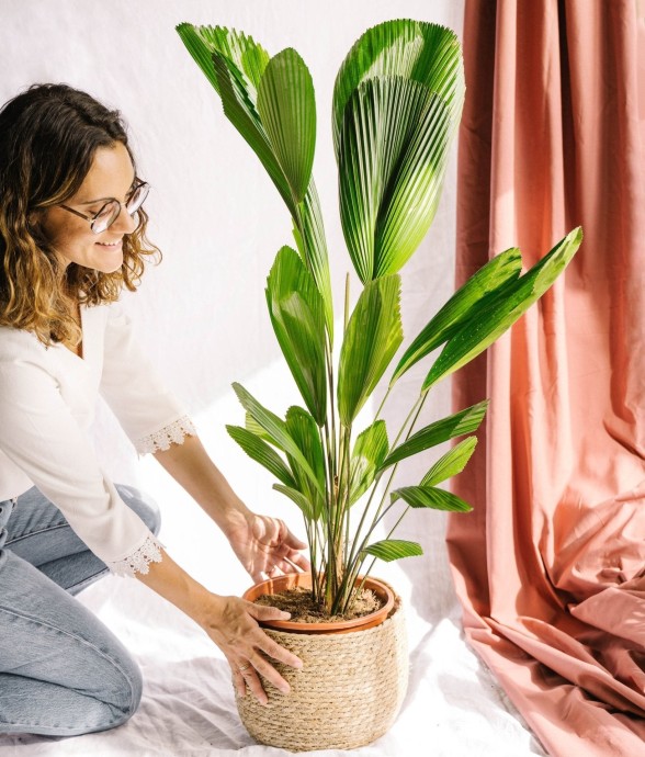 Palmier Licuala Grandis h110cm