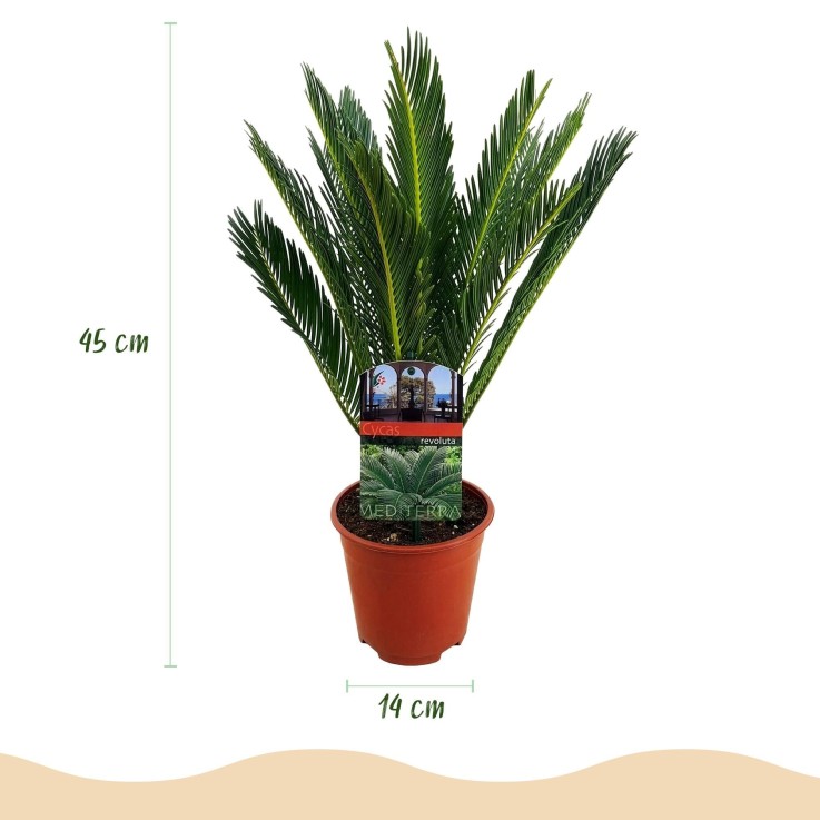 Cycas revoluta -  2