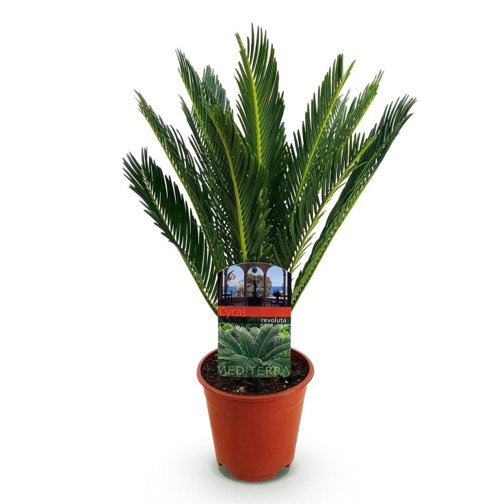 Cycas revoluta -  2