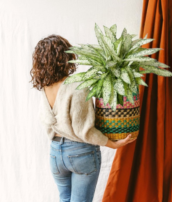 Dieffenbachia Vesuvius h80cm