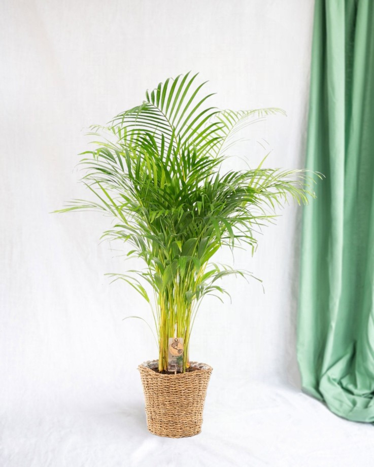 Grand Palmier Areca et son pot -  Hauteur 110cm Vert avec reservoir