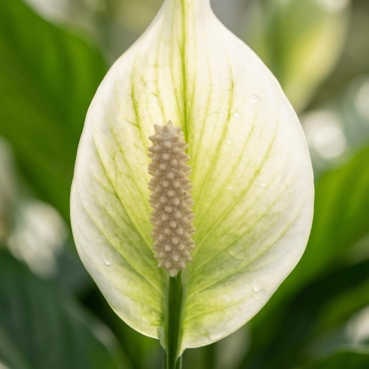 Spathiphyllum -  2