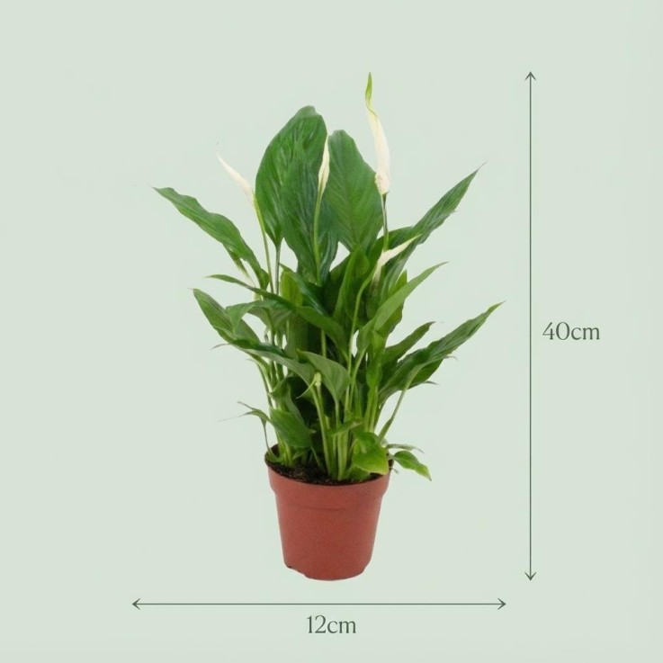 Spathiphyllum -  2