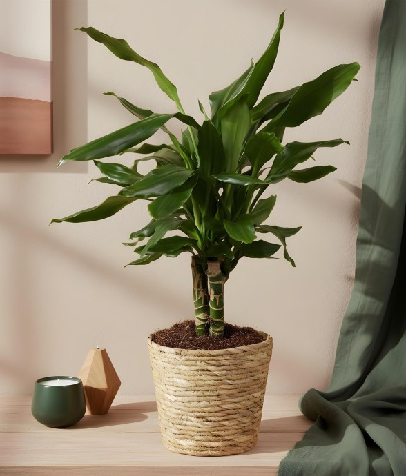 Dracaena fragrans Steudneri...