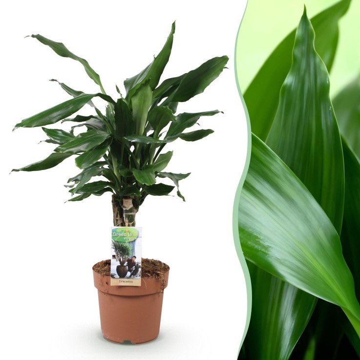Dracaena fragrans Steudneri -  1