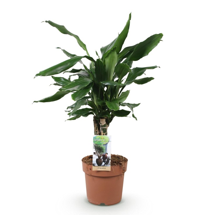 Dracaena fragrans Steudneri -  1