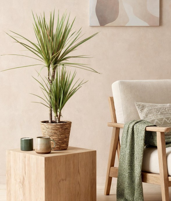 Dracaena marginata Bicolor...
