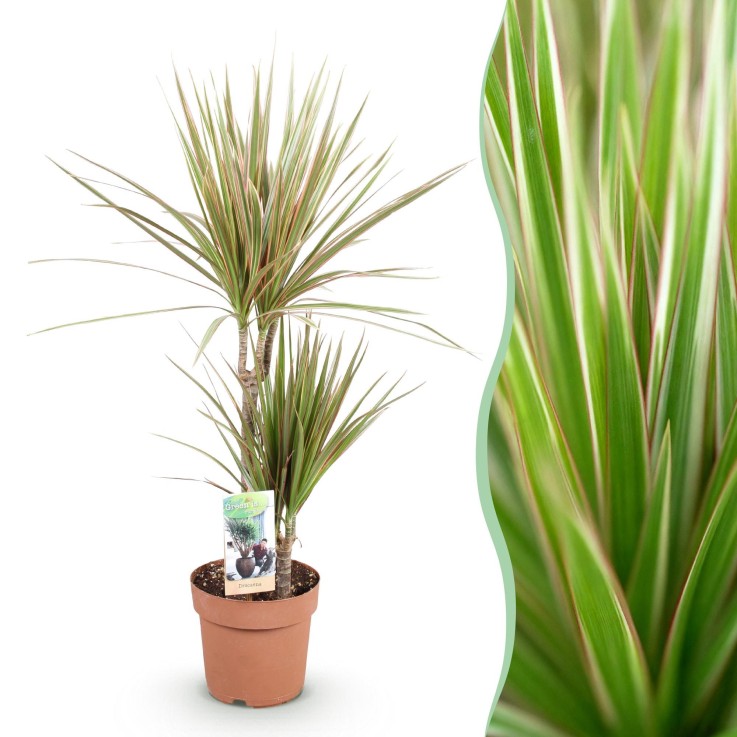 Dracaena marginata Bicolor -  1